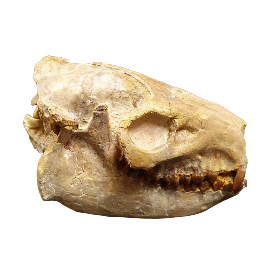 Merycoidodon gracilis (skull)