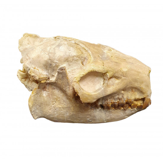 Merycoidodon gracilis (skull)