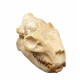 Merycoidodon gracilis (skull)