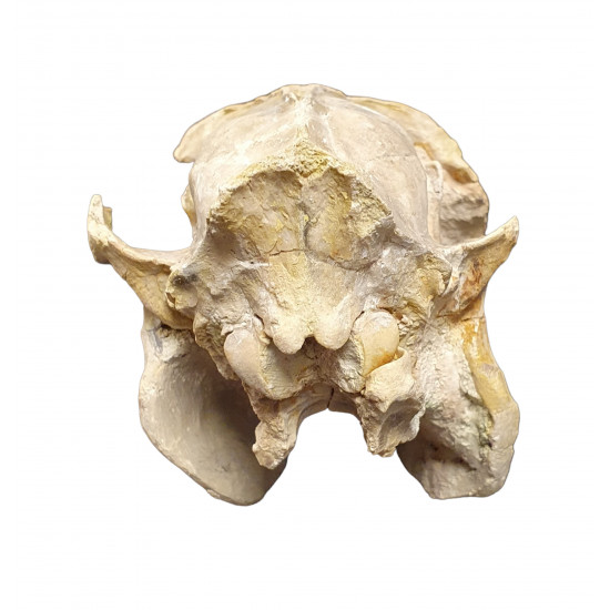 Merycoidodon gracilis (skull)