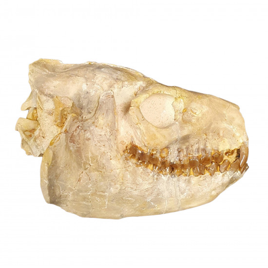 Merycoidodon gracilis (skull)