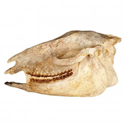 Mesohippus bairdi (skull)