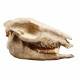 Mesohippus bairdi (skull)