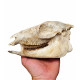 Mesohippus bairdi (skull)