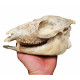 Mesohippus bairdi (skull)