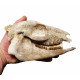 Mesohippus bairdi (skull)