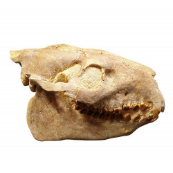 Merycoidodon culbertsoni (skull)