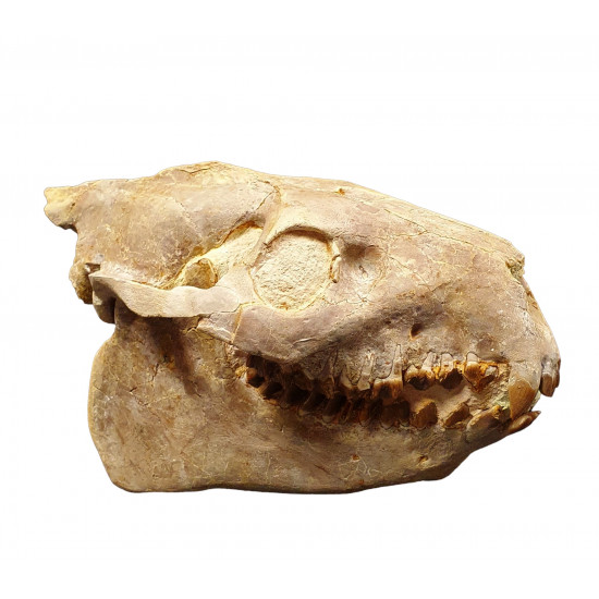 Merycoidodon culbertsoni (skull)
