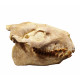 Merycoidodon culbertsoni (skull)