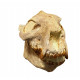 Merycoidodon culbertsoni (skull)