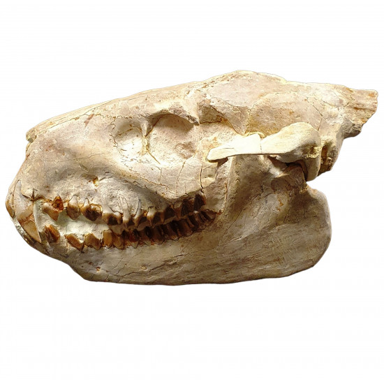Merycoidodon culbertsoni (skull)