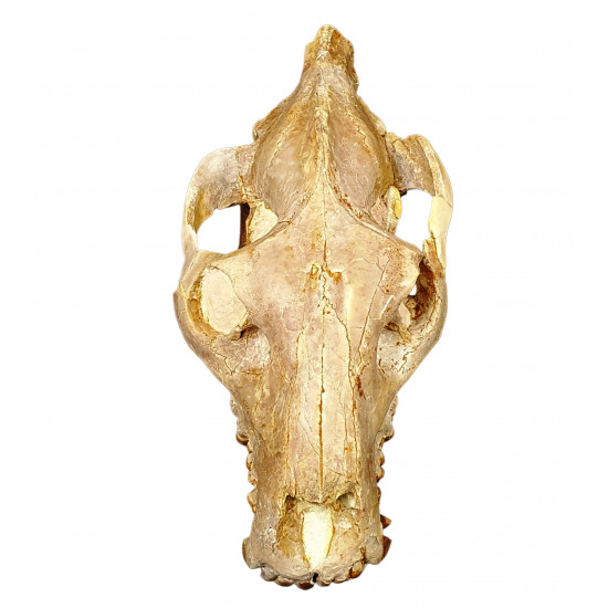 Merycoidodon culbertsoni (skull)
