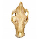 Merycoidodon culbertsoni (skull)