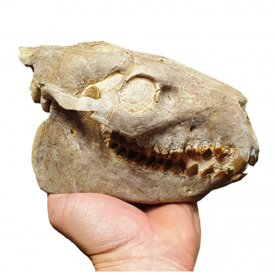 Merycoidodon culbertsoni (skull)