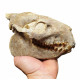 Merycoidodon culbertsoni (skull)