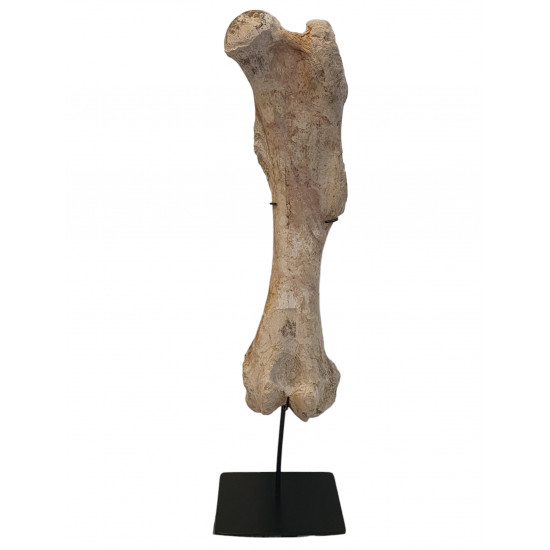 Bronthotherium megaceratops Femur