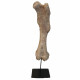 Bronthotherium megaceratops Femur