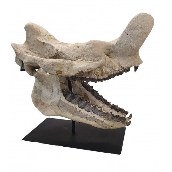 Bronthotherium megaceratops skull