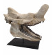 Bronthotherium megaceratops skull