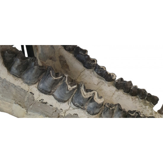 Bronthotherium megaceratops skull
