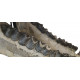 Bronthotherium megaceratops skull