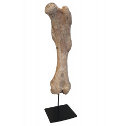 Bronthotherium megaceratops Femur