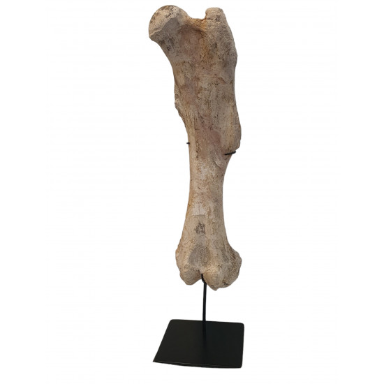 Bronthotherium megaceratops Femur