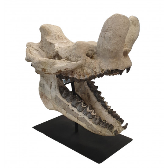 Bronthotherium megaceratops skull