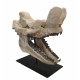 Bronthotherium megaceratops skull