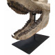 Bronthotherium megaceratops skull