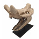 Bronthotherium megaceratops skull