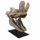 Bronthotherium megaceratops skull