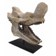 Bronthotherium megaceratops skull