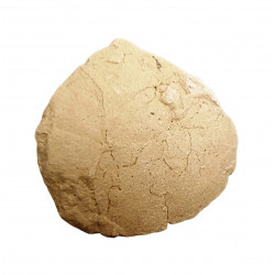 Oeuf de tortue (stylemys nebrashensis)