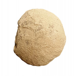 Oeuf de tortue (stylemys nebrashensis)