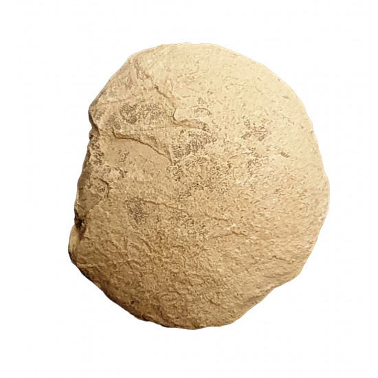 Turtle egg (stylemys nebraskensis)
