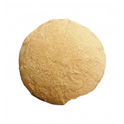 Oeuf de tortue (stylemys nebrashensis)