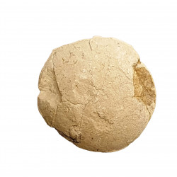 Oeuf de tortue (stylemys nebrashensis)