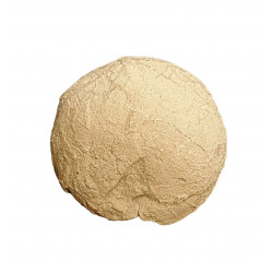 Oeuf de tortue (stylemys nebrashensis)