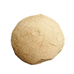 Turtle egg (stylemys nebraskensis)