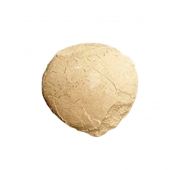 Turtle egg (stylemys nebraskensis)