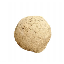 Oeuf de tortue (stylemys nebrashensis)