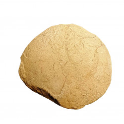 Oeuf de tortue (stylemys nebrashensis)