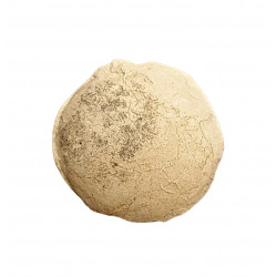 Oeuf de tortue (stylemys nebrashensis)