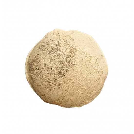 Turtle egg (stylemys nebraskensis)