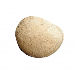 Oeuf de tortue (stylemys nebrashensis)