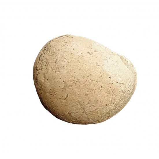 Turtle egg (stylemys nebraskensis)