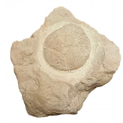 Oeuf de tortue (stylemys nebrashensis)