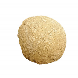 Oeuf de tortue (stylemys nebrashensis)