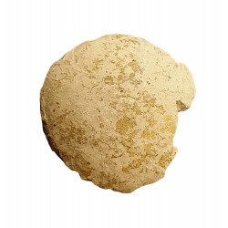 Oeuf de tortue (stylemys nebrashensis)
